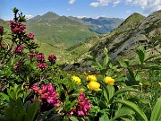 66 Rhododendron ferrugineum (Rododendro rosso) e Trollius europaeus (Botton d'oro)